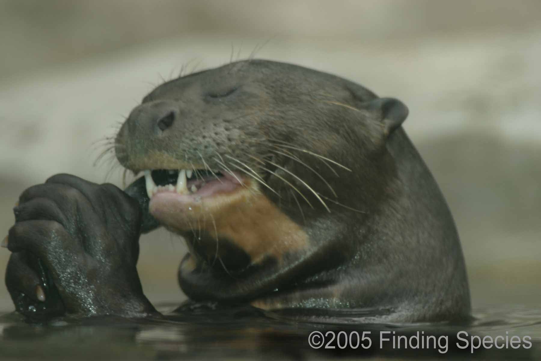 OMG, what is that??? The blog.: When bigger is better: the giant otter